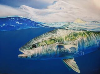 Yellowtail Kingfish Canvas Print 610mm x 508mm - 24