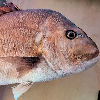 20lb Snapper Replica for sale